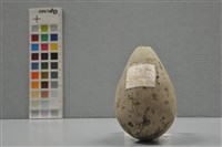 藏品(普通海鴉鳥卵)的圖片